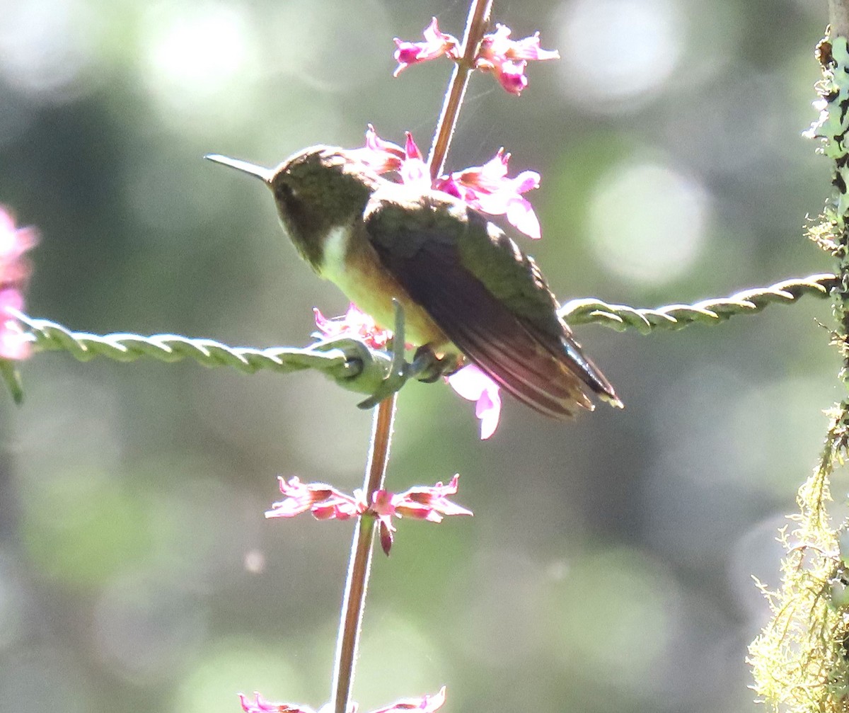 Scintillant Hummingbird - ML632115499
