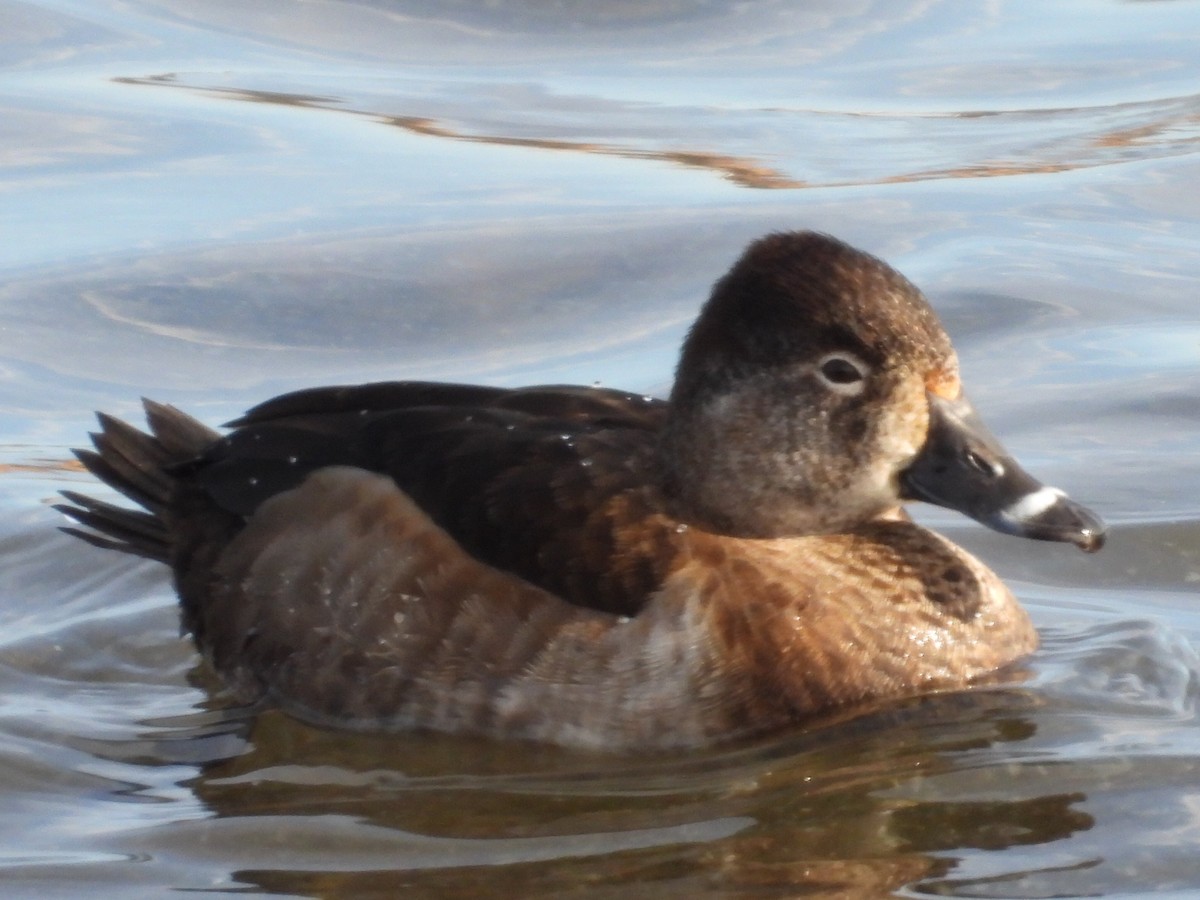 Ring-necked Duck - ML632115501