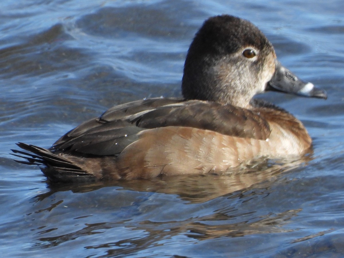 Ring-necked Duck - ML632115502
