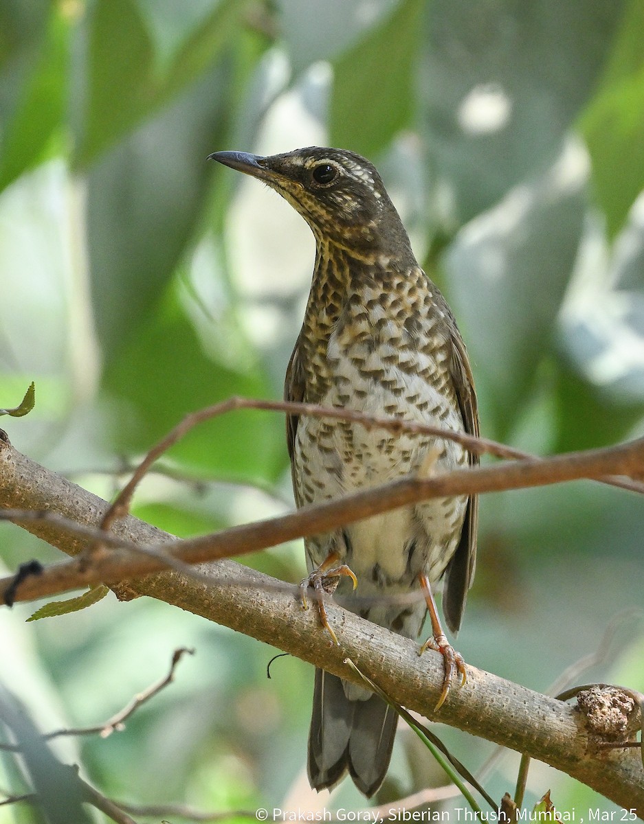 Siberian Thrush - ML632115616