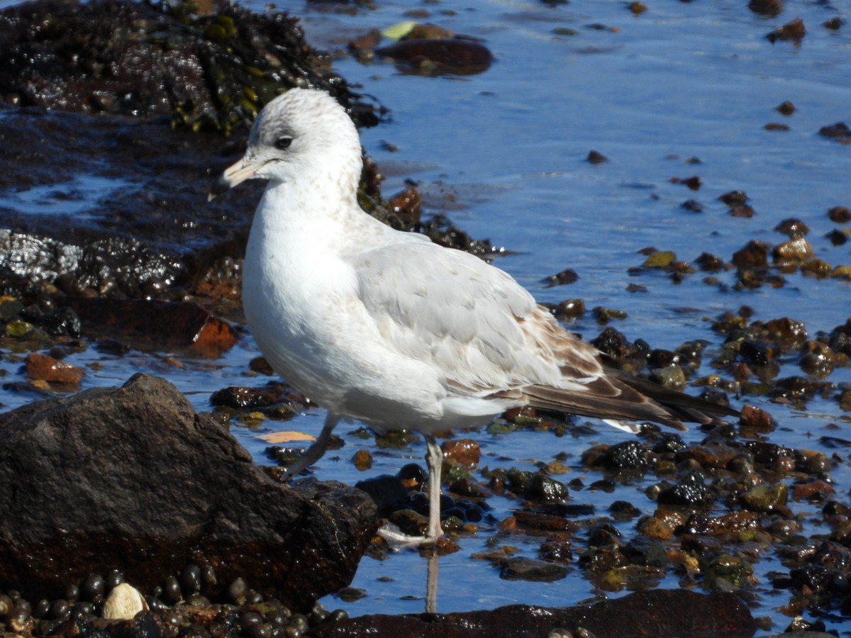 Ring-billed Gull - ML632115655