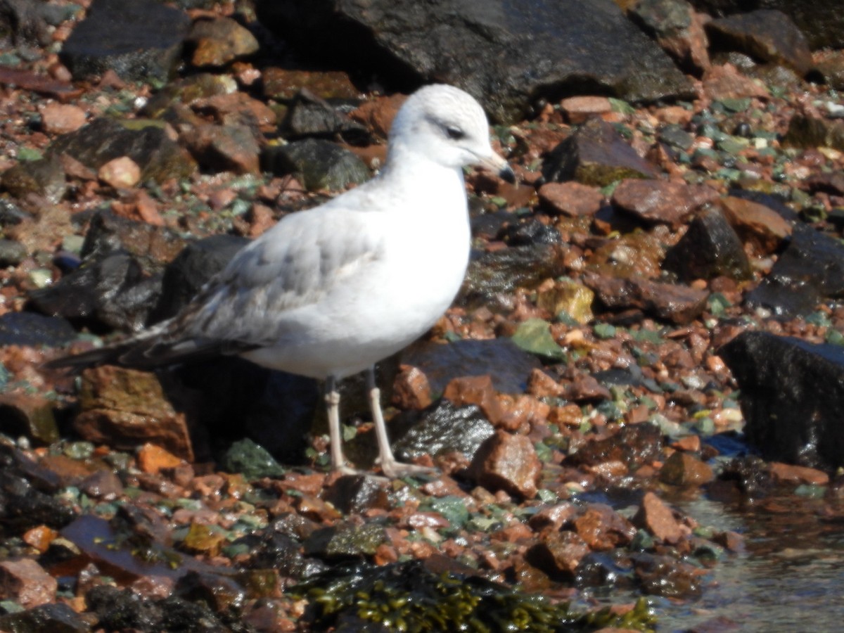 Ring-billed Gull - ML632115656