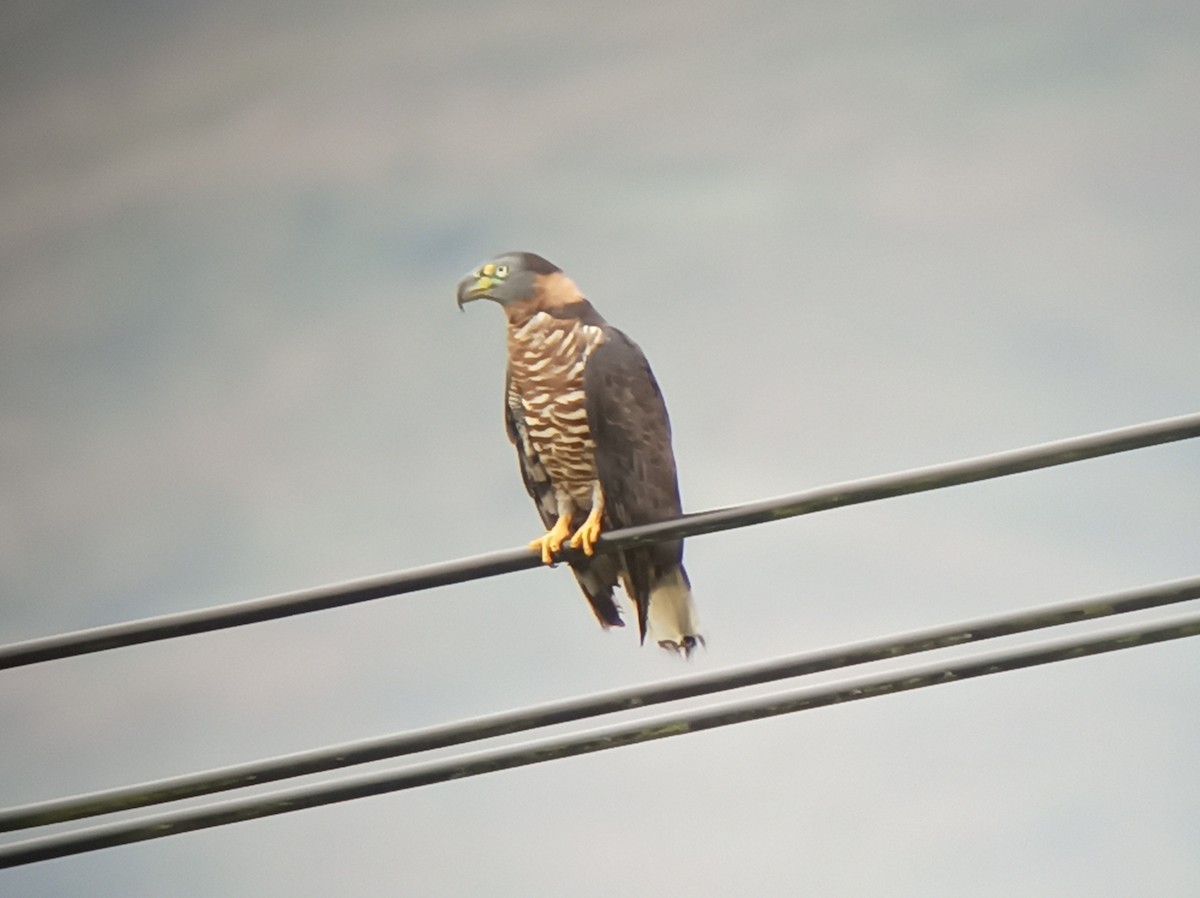 Hook-billed Kite (Hook-billed) - ML632115754