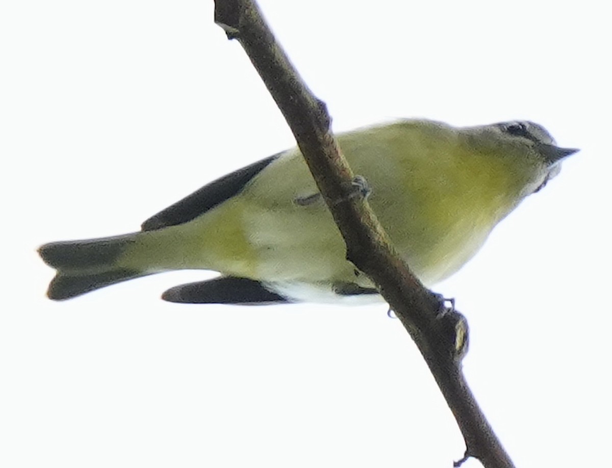 Philadelphia Vireo - ML632115756