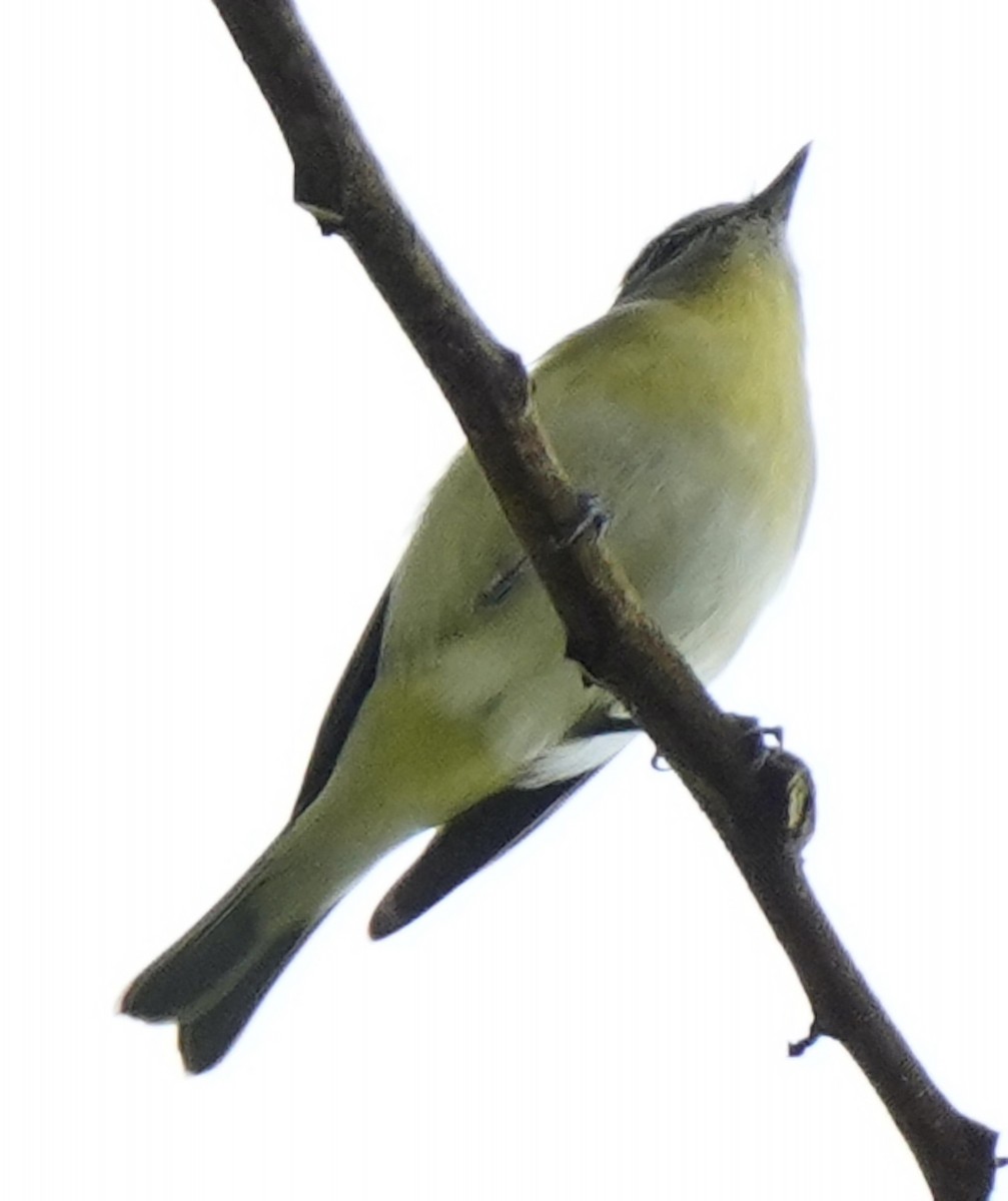 Philadelphia Vireo - ML632115757