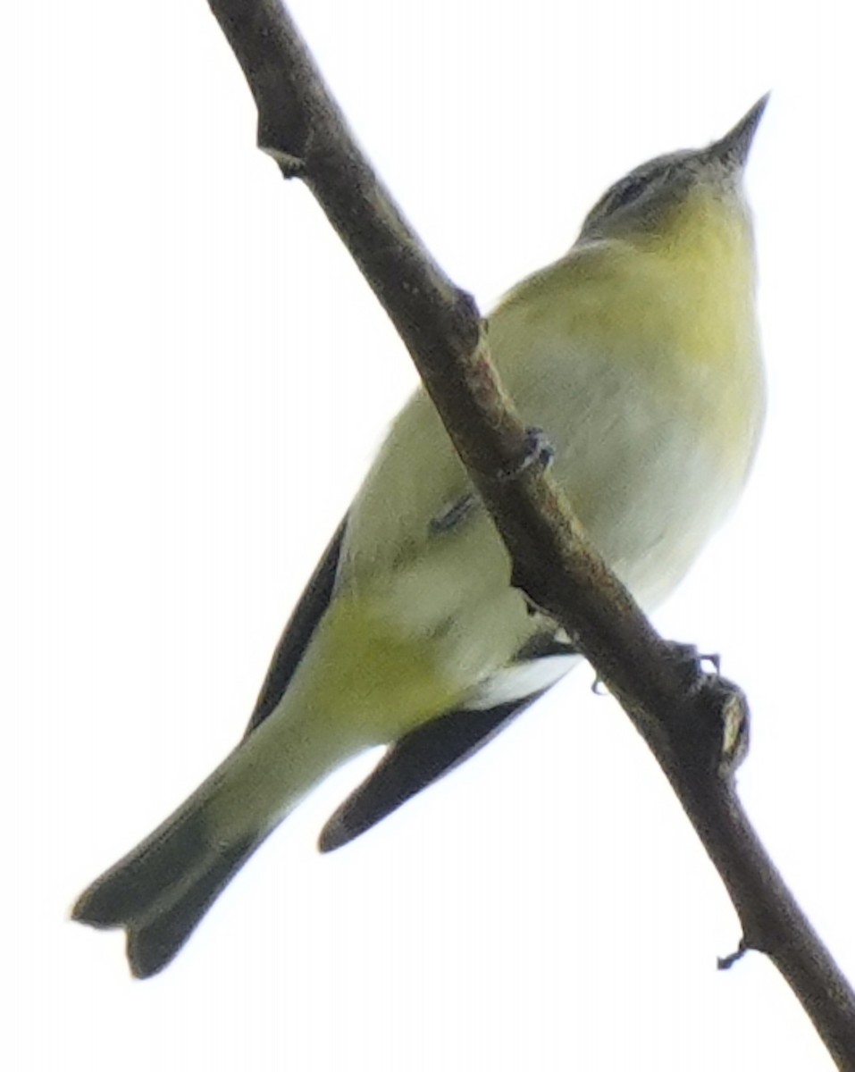 Philadelphia Vireo - ML632115758