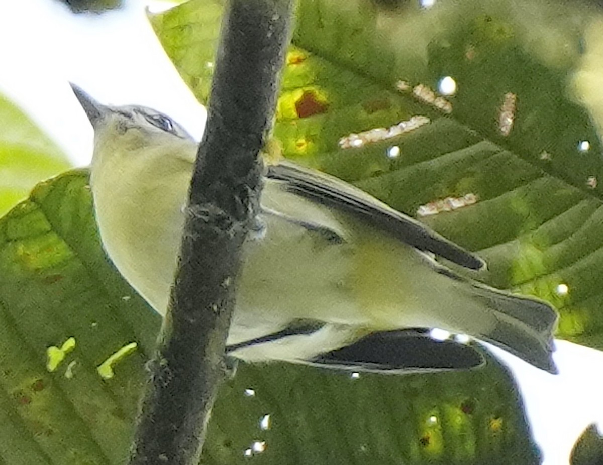Philadelphia Vireo - ML632115759