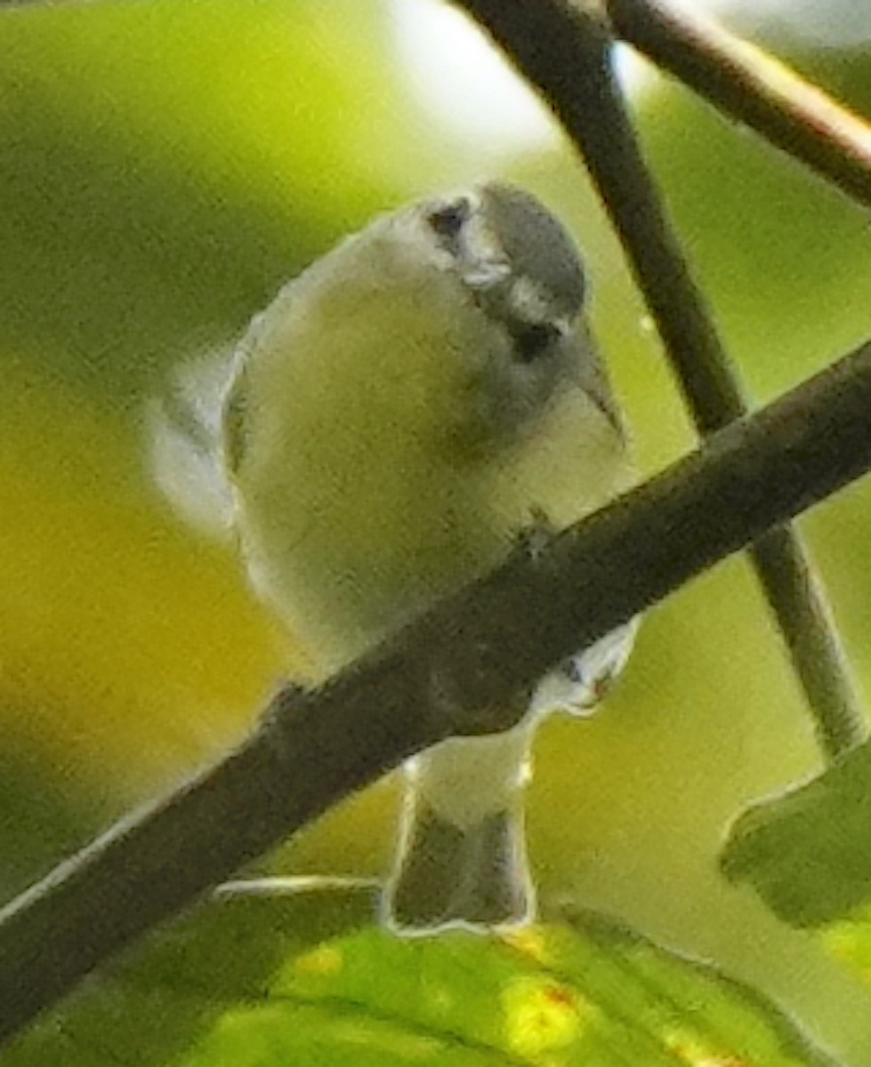 Philadelphia Vireo - ML632115760