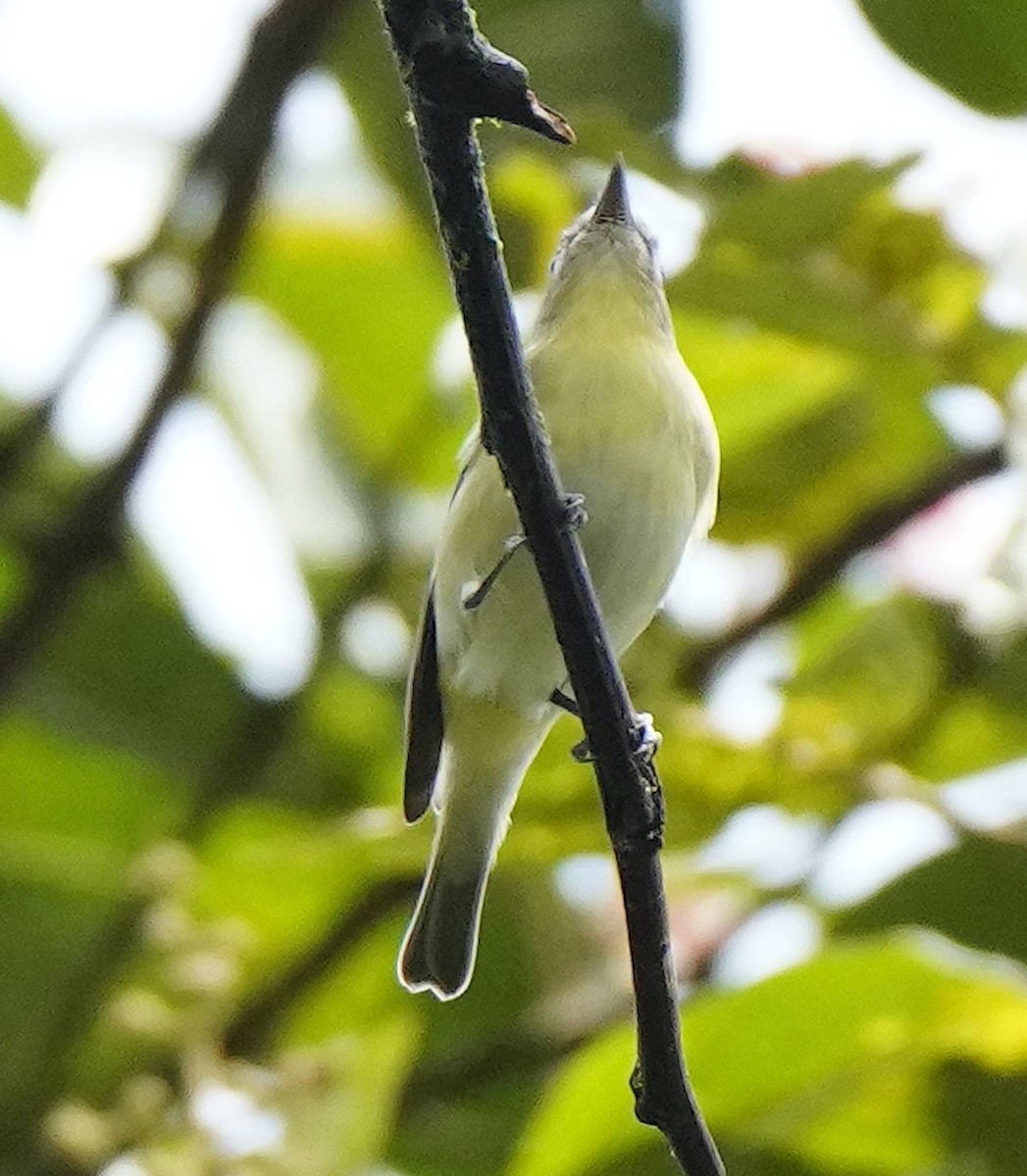Philadelphia Vireo - ML632115761
