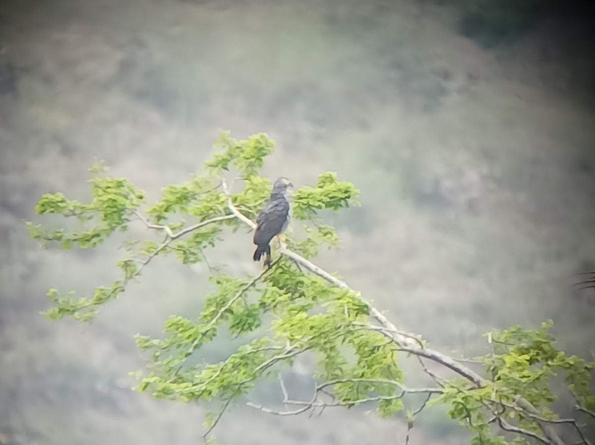 Hook-billed Kite (Hook-billed) - ML632115802