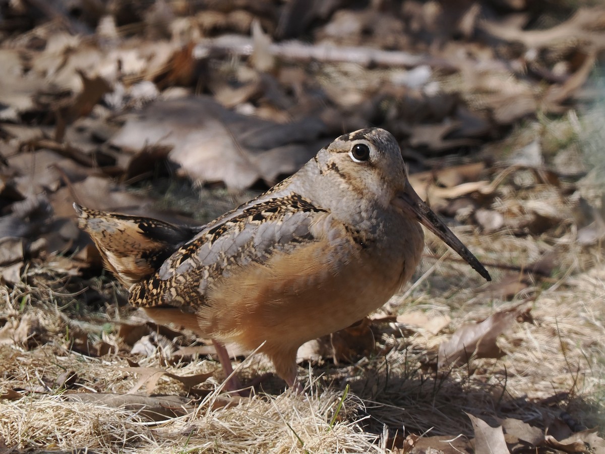 American Woodcock - ML632115956
