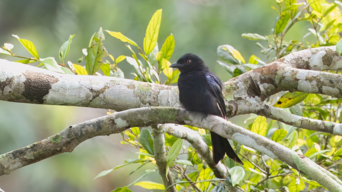 Drongo Modesto (atactus) - ML632116018