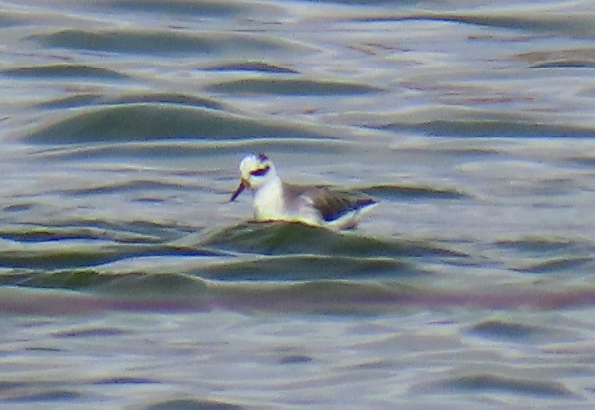 Red Phalarope - ML632116045