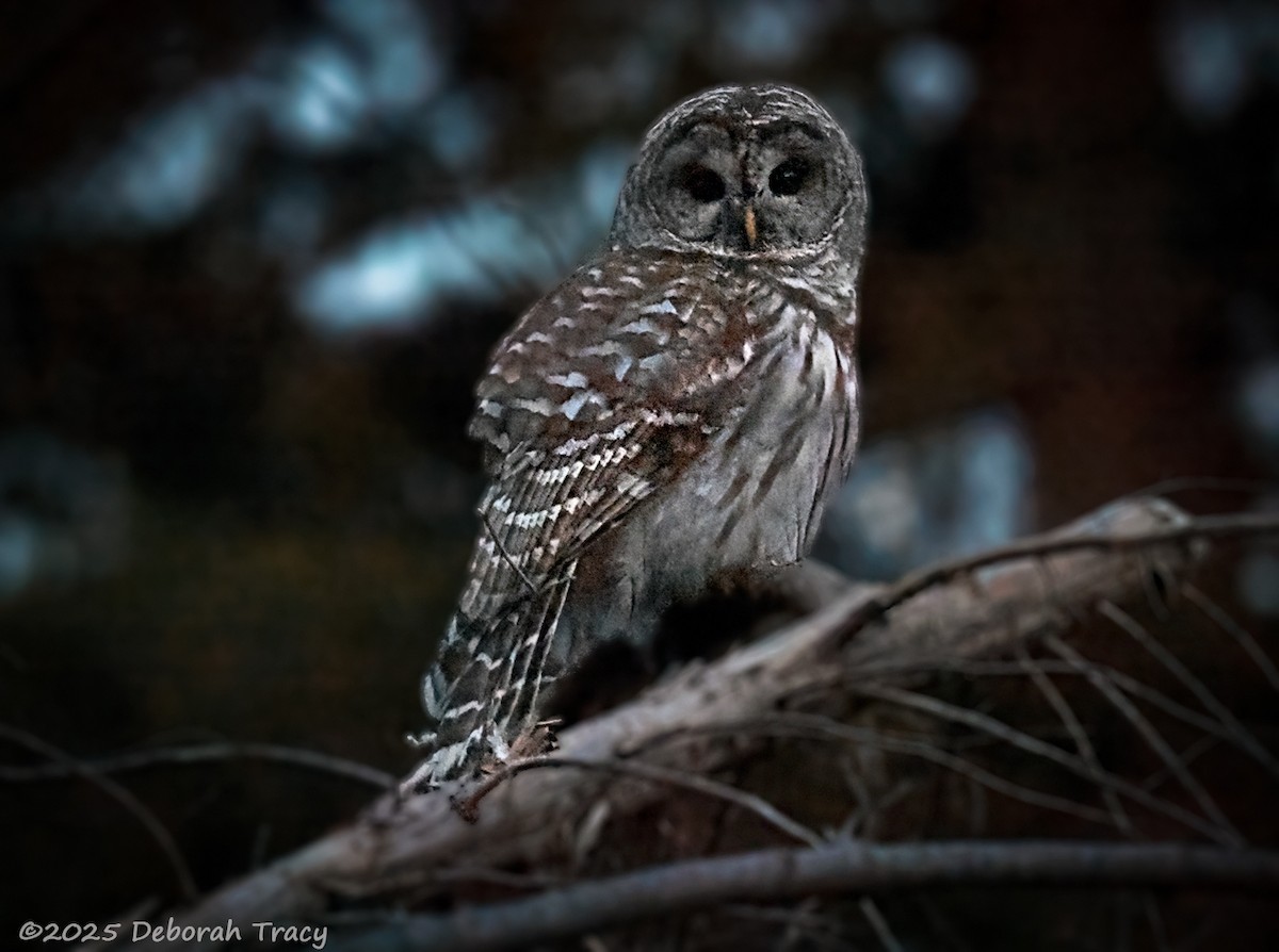 Barred Owl - ML632116056
