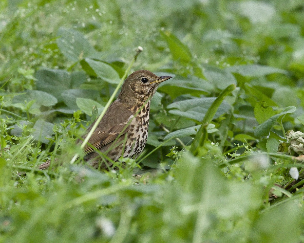Song Thrush - ML632116150
