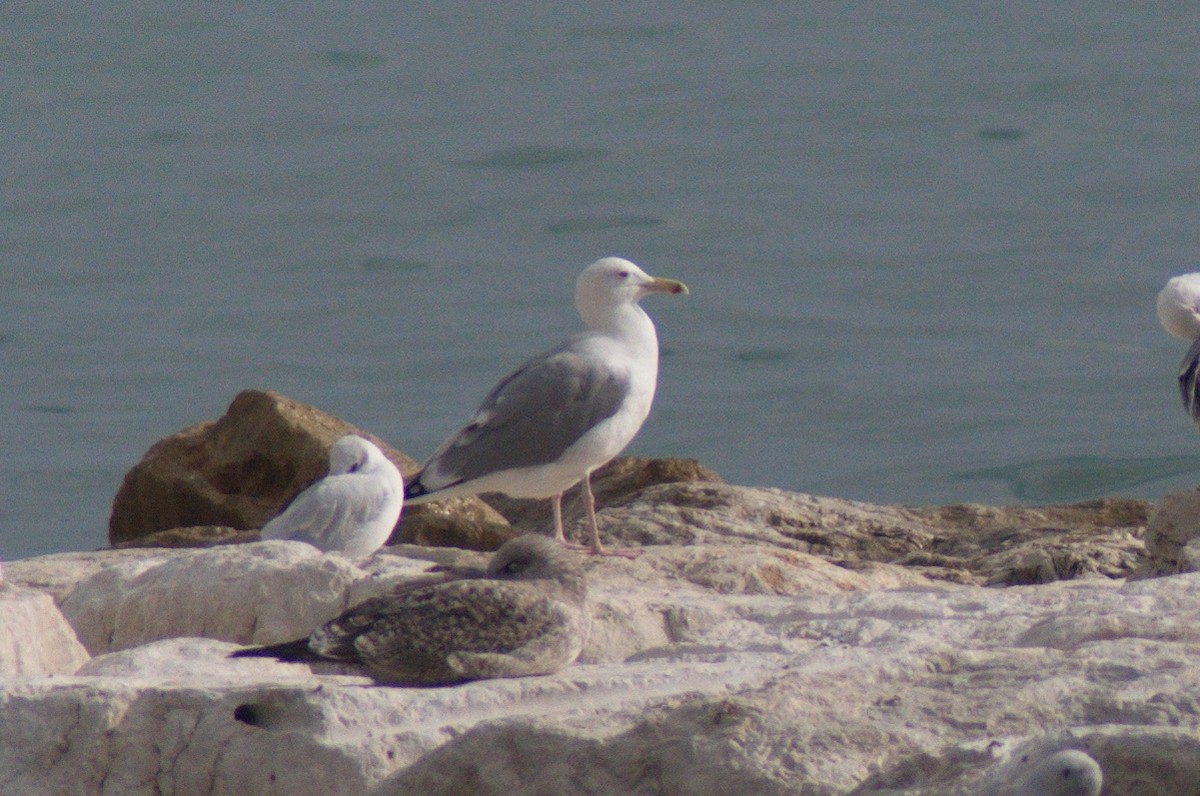 Caspian Gull - ML632116177
