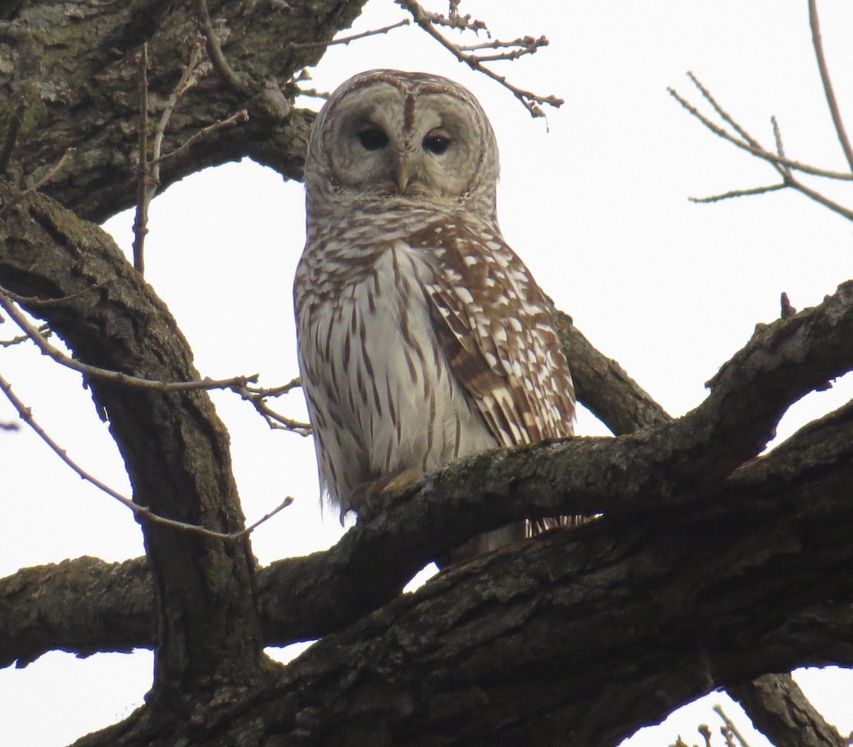 Barred Owl - ML632116217