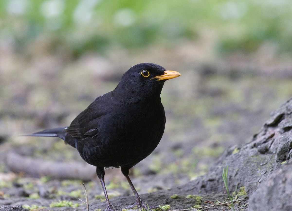 Eurasian Blackbird - ML632116252