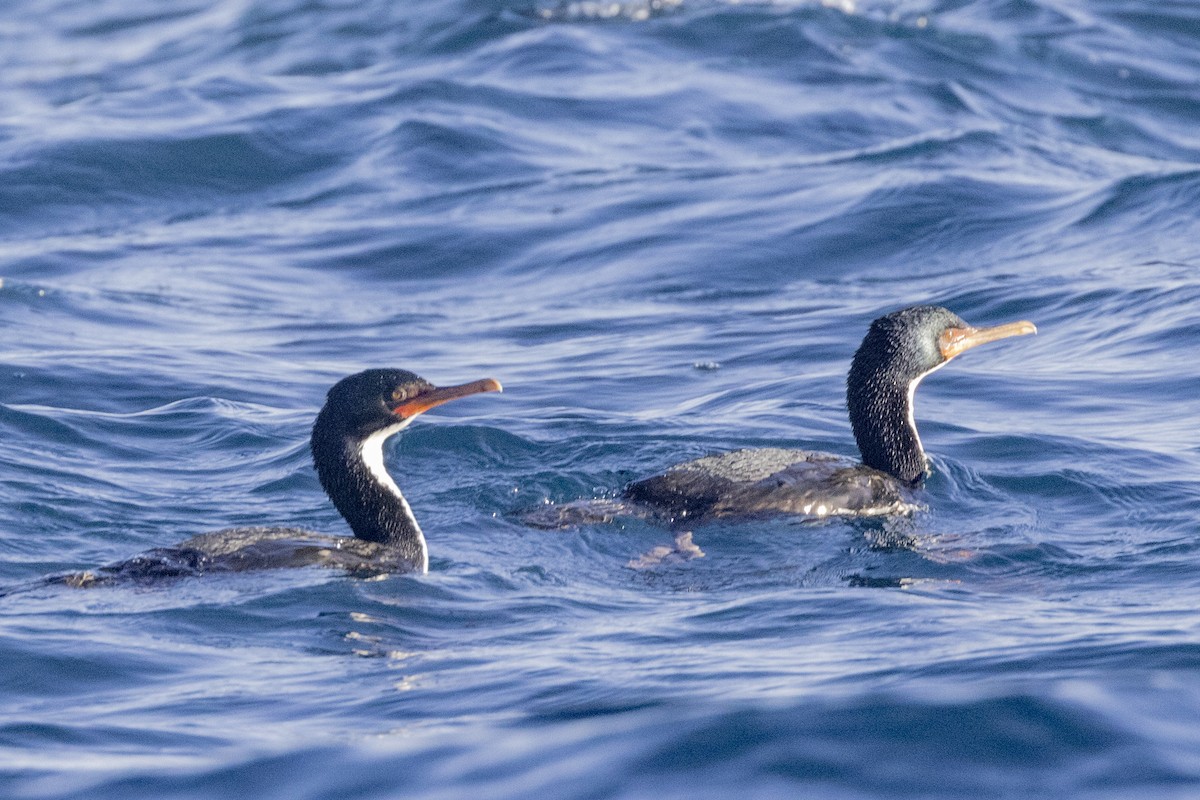 Bounty Islands Shag - ML632116273