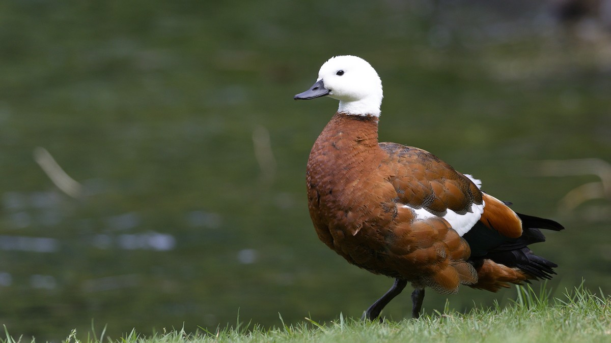 Paradise Shelduck - ML632116277