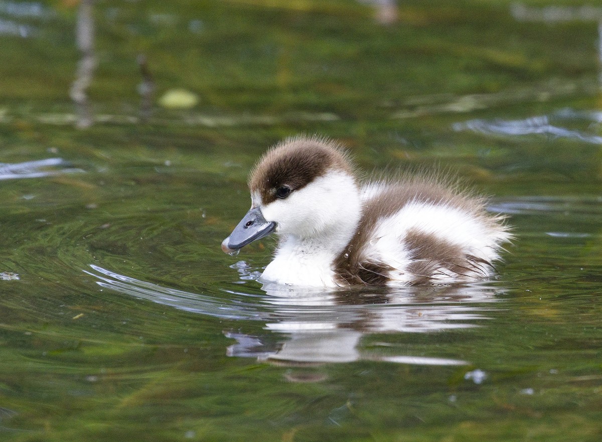 Paradise Shelduck - ML632116279