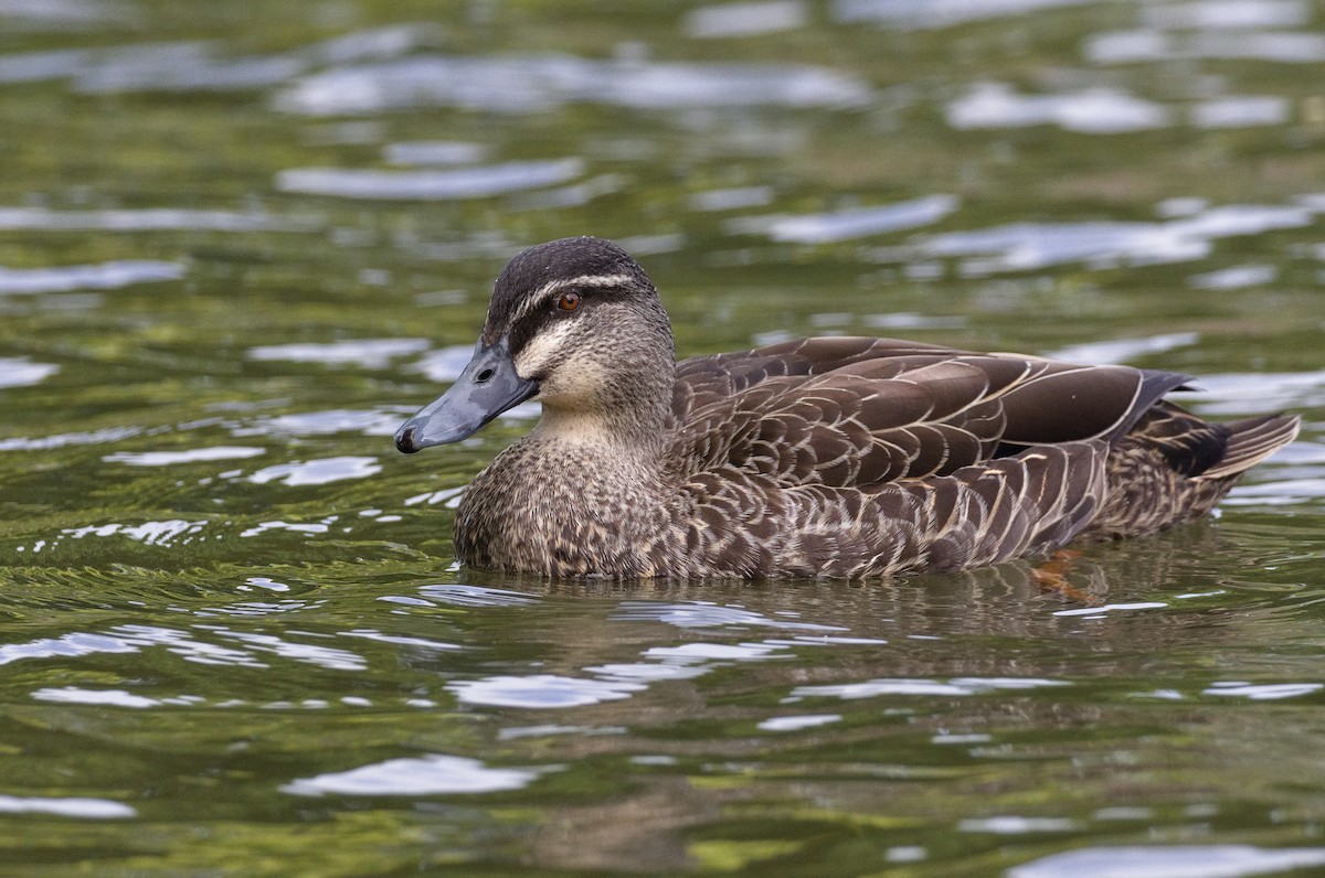 Mallard x Pacific Black Duck (hybrid) - ML632116285