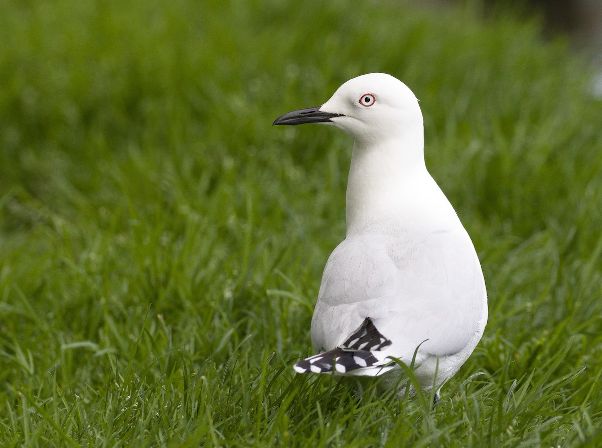 Black-billed Gull - ML632116291
