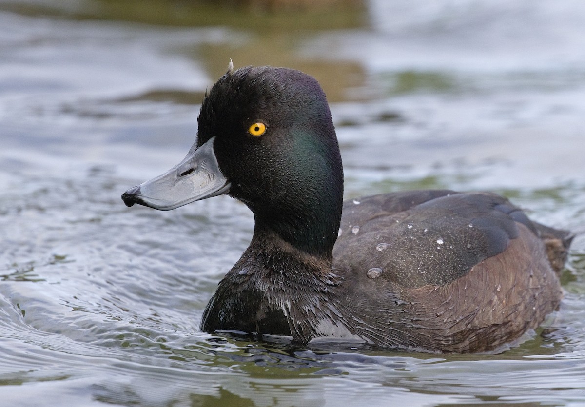 New Zealand Scaup - ML632116294