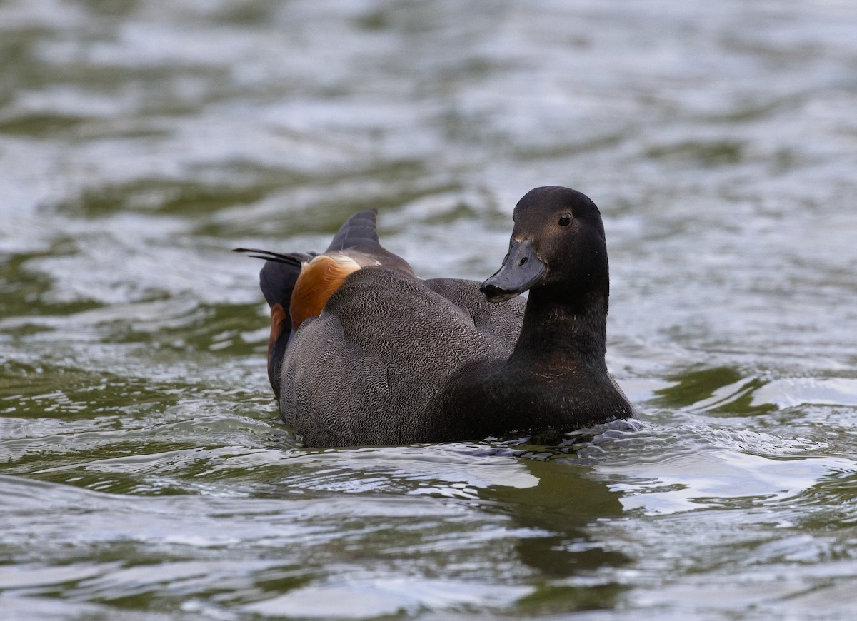 Paradise Shelduck - ML632116299
