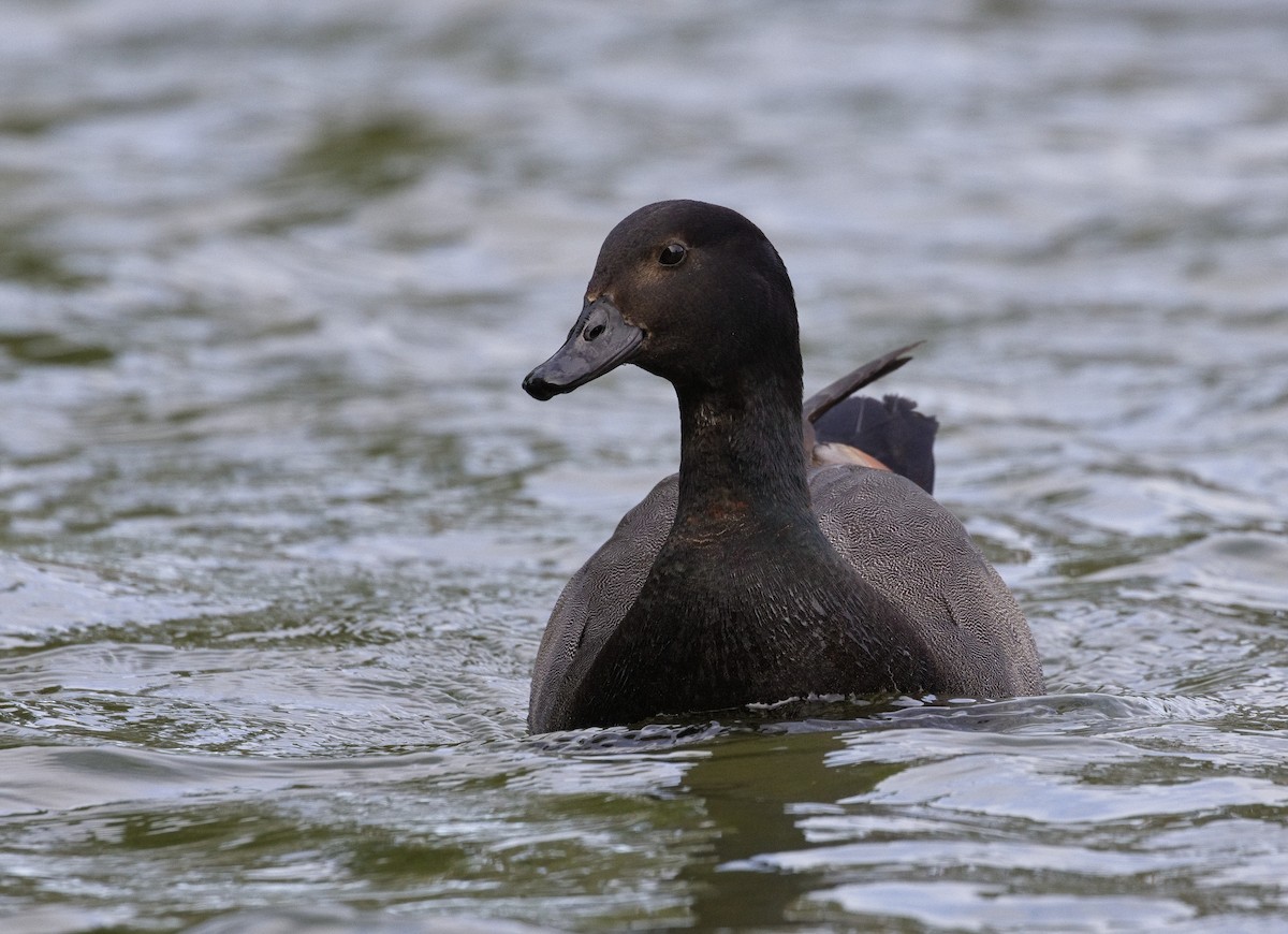 Paradise Shelduck - ML632116304