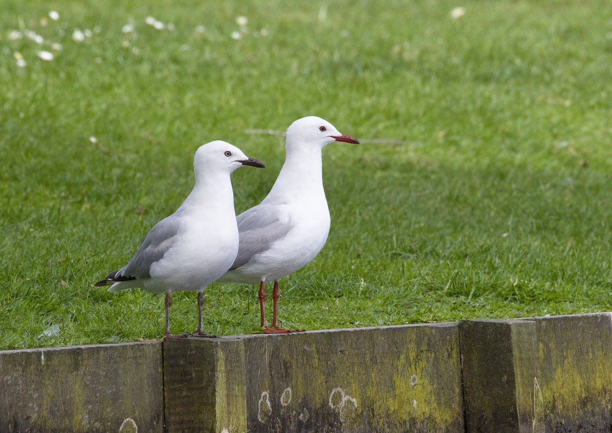 Silver Gull (Red-billed) - ML632116341