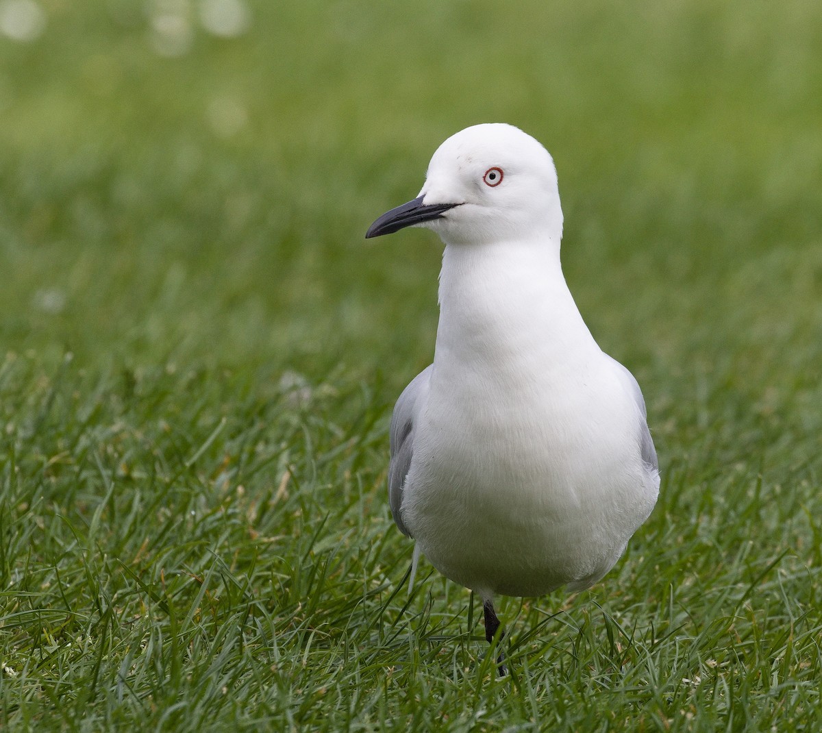 Black-billed Gull - ML632116343