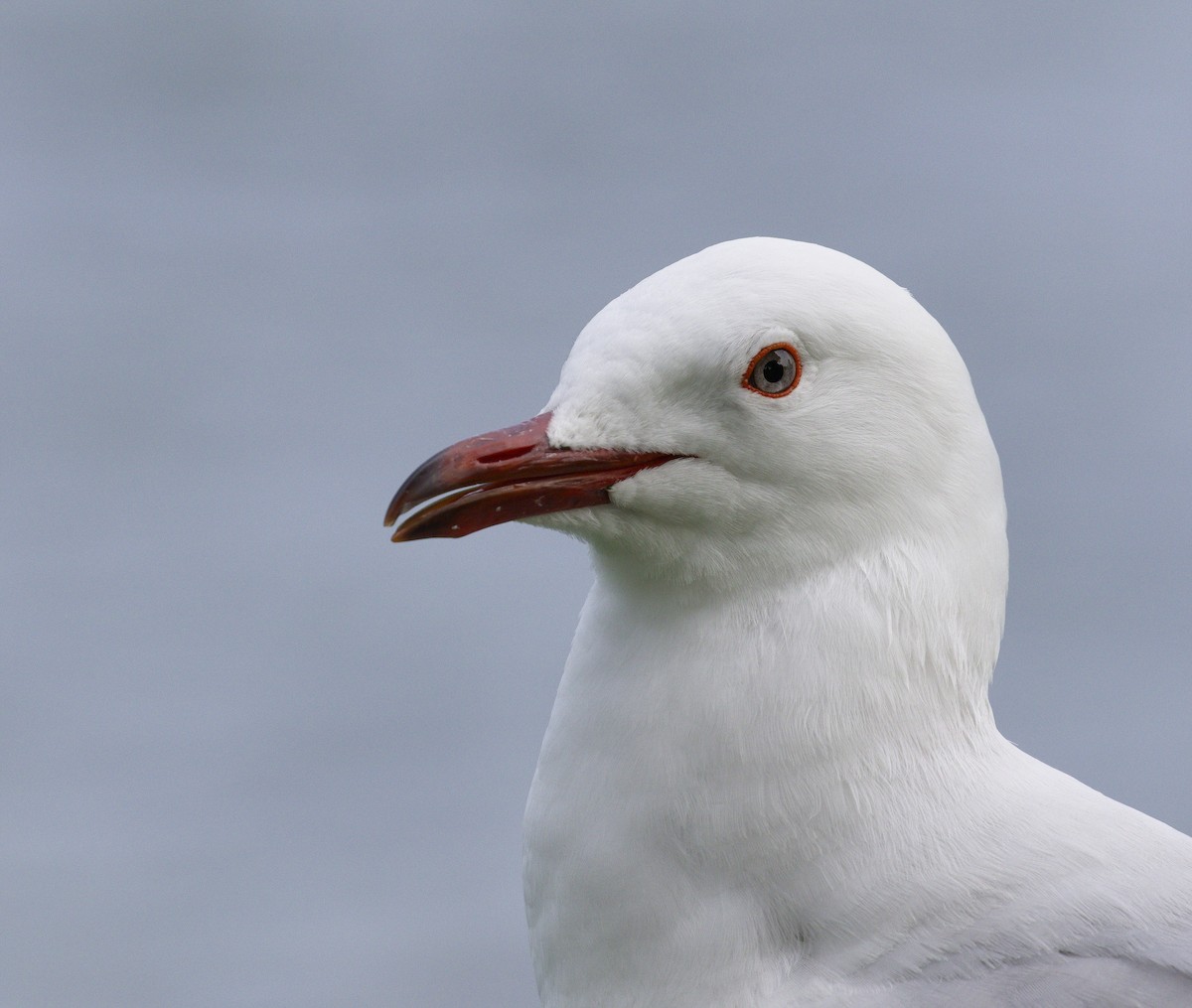 Silver Gull (Red-billed) - ML632116368