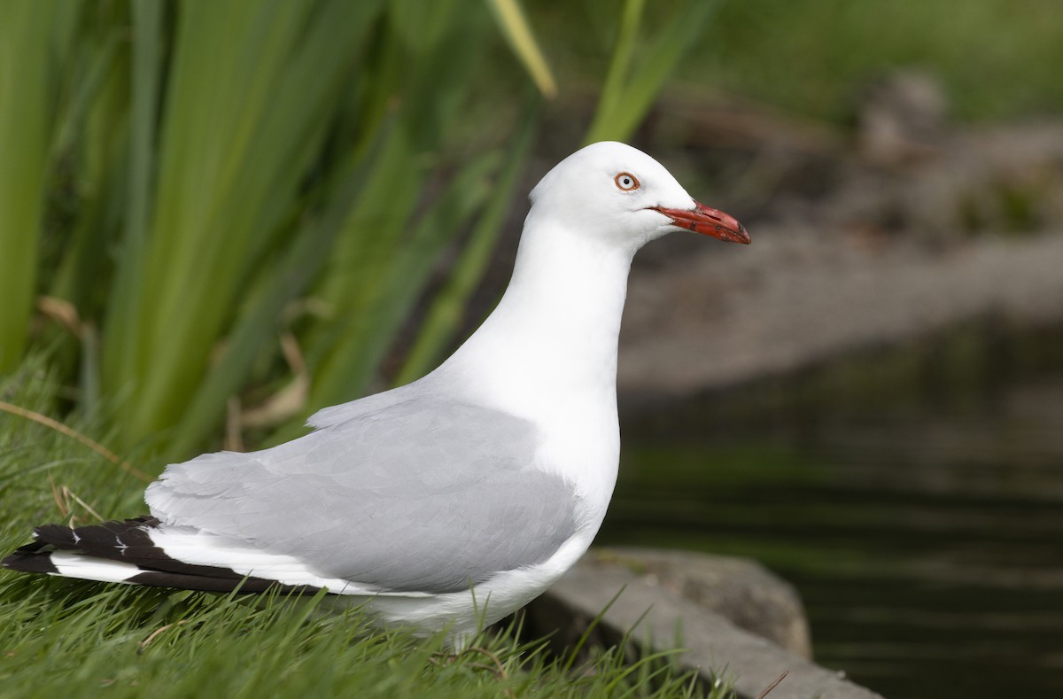 Silver Gull (Red-billed) - ML632116370