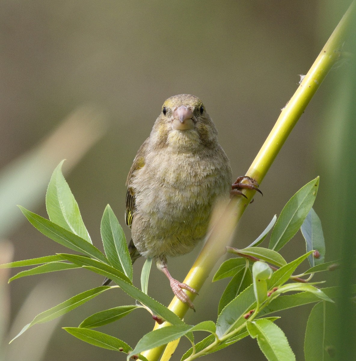 European Greenfinch - ML632116382