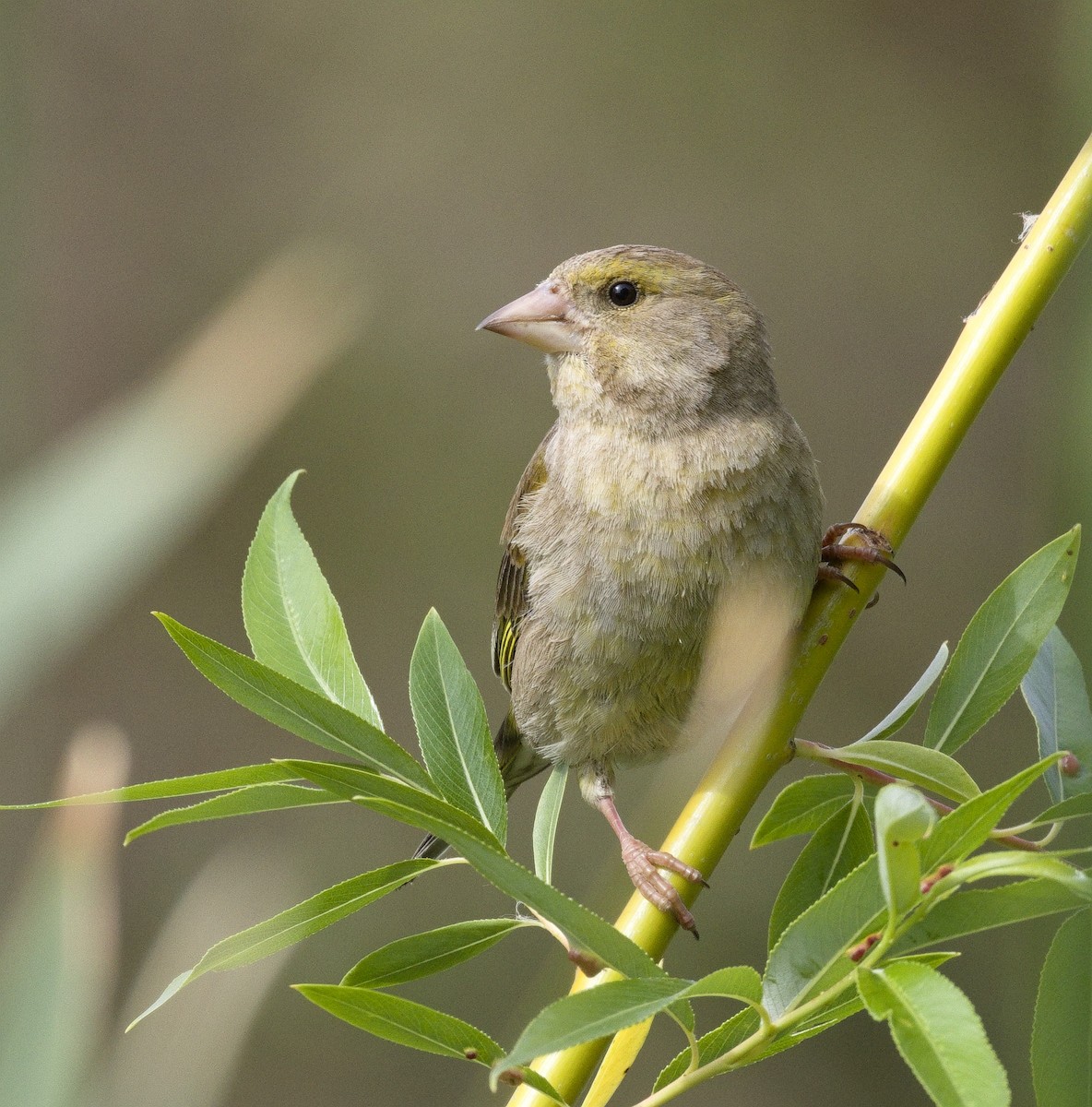 European Greenfinch - ML632116385