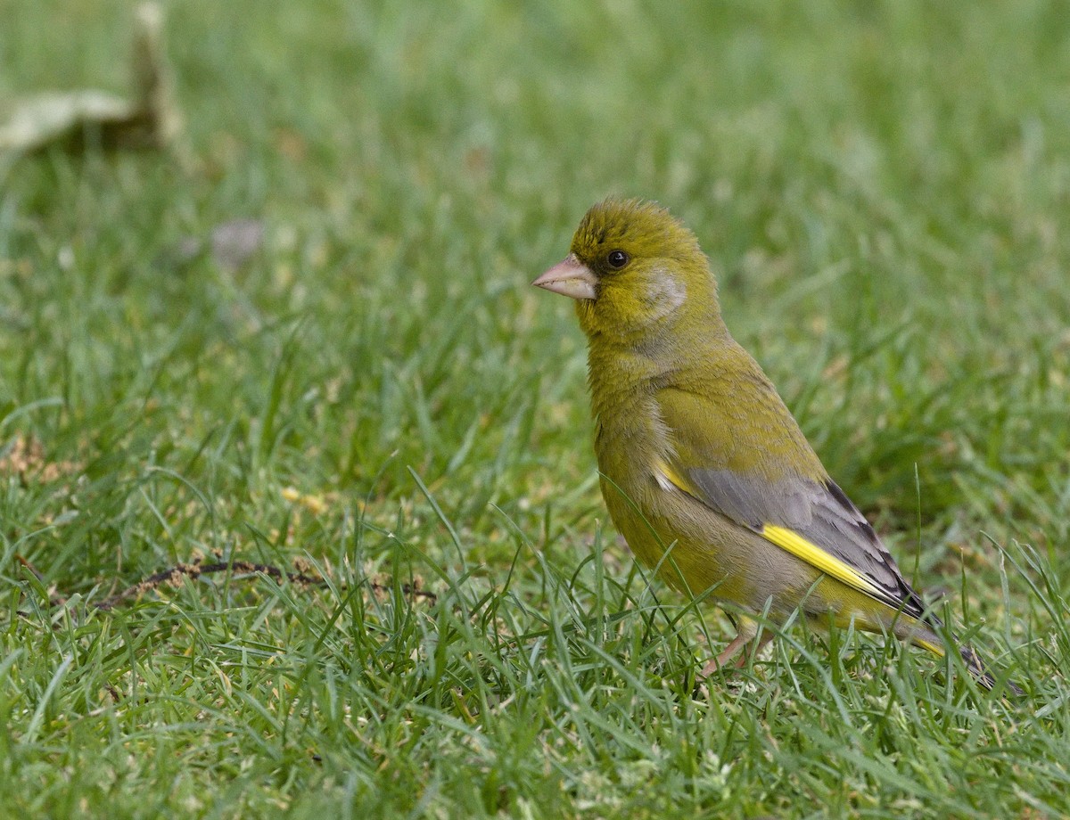 European Greenfinch - ML632116387