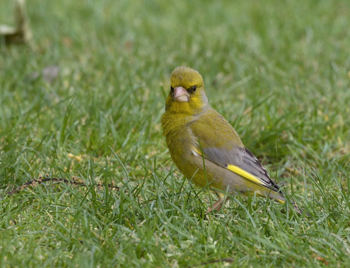 European Greenfinch - ML632116388