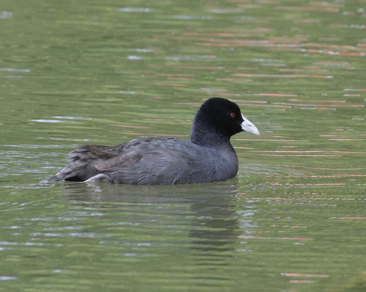Eurasian Coot - ML632116390