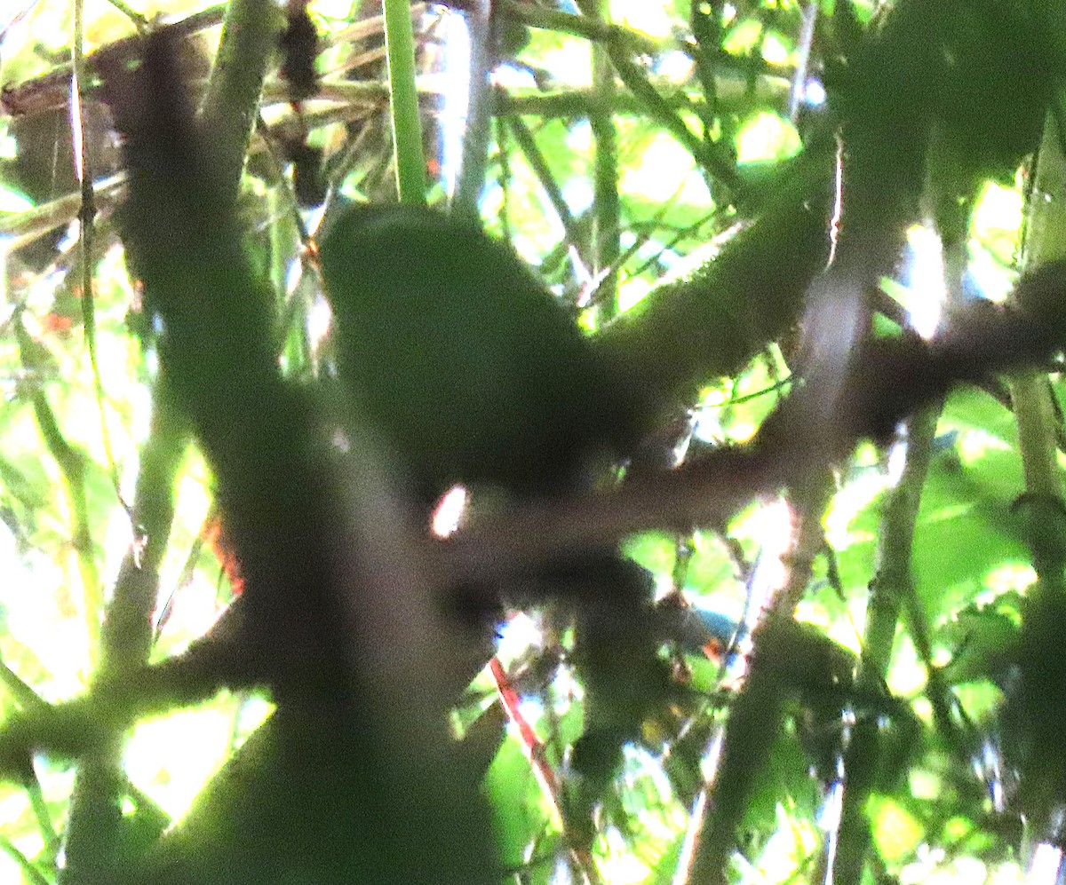 Black-cheeked Warbler - ML632116622