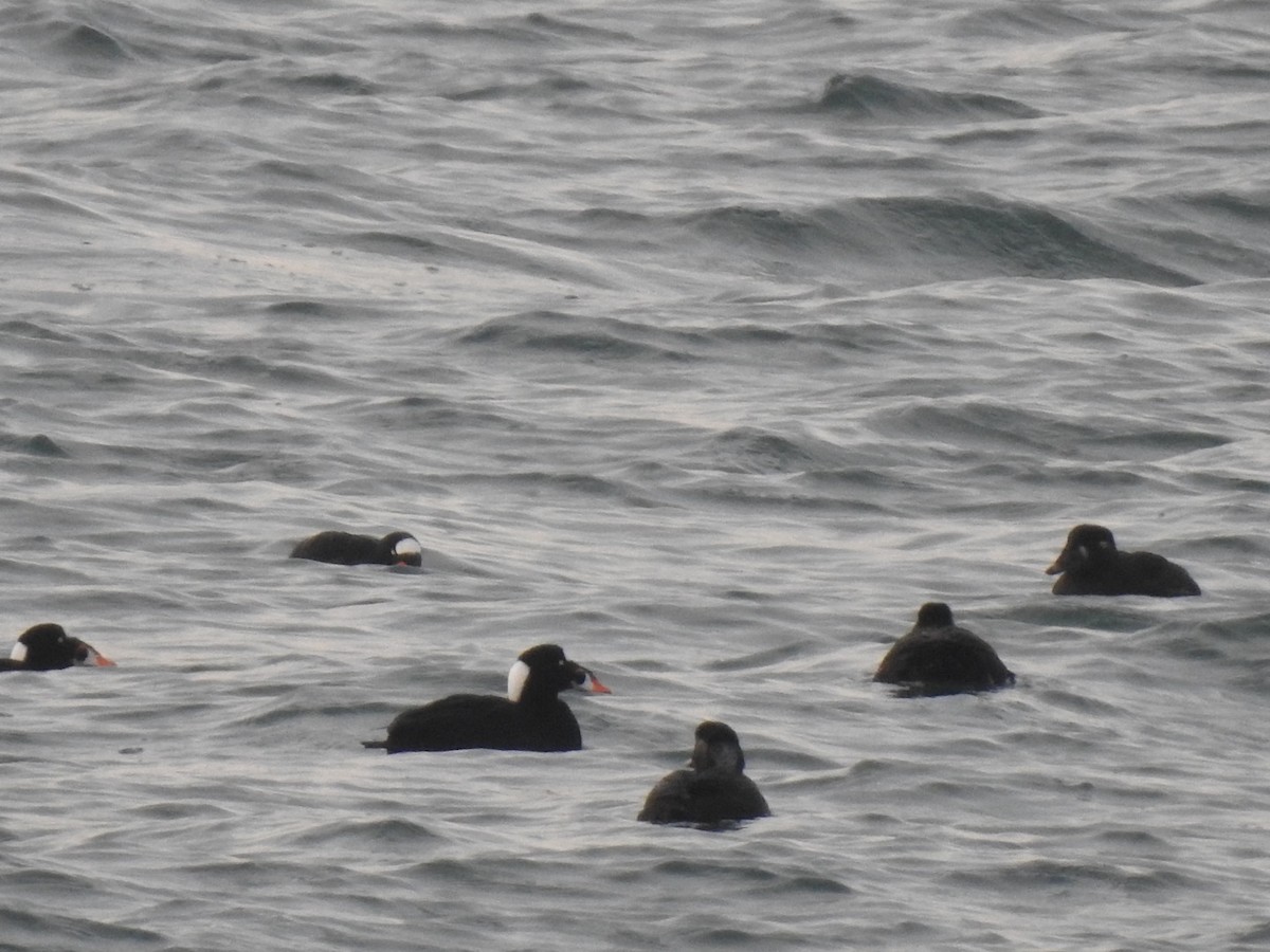 Surf Scoter - ML632116841