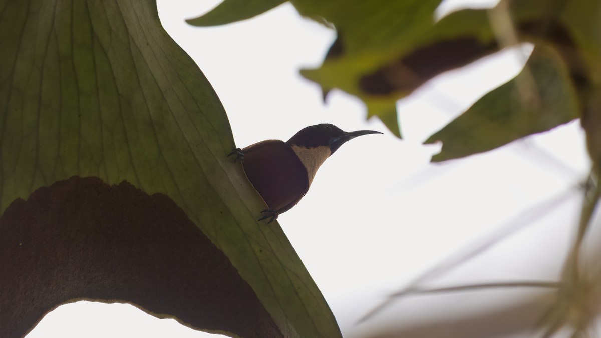 Buff-throated Sunbird - ML632116948