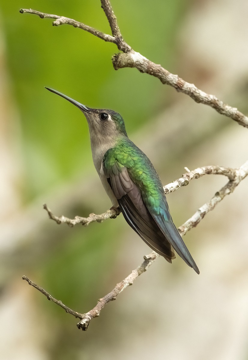 Wedge-tailed Sabrewing - ML632116968