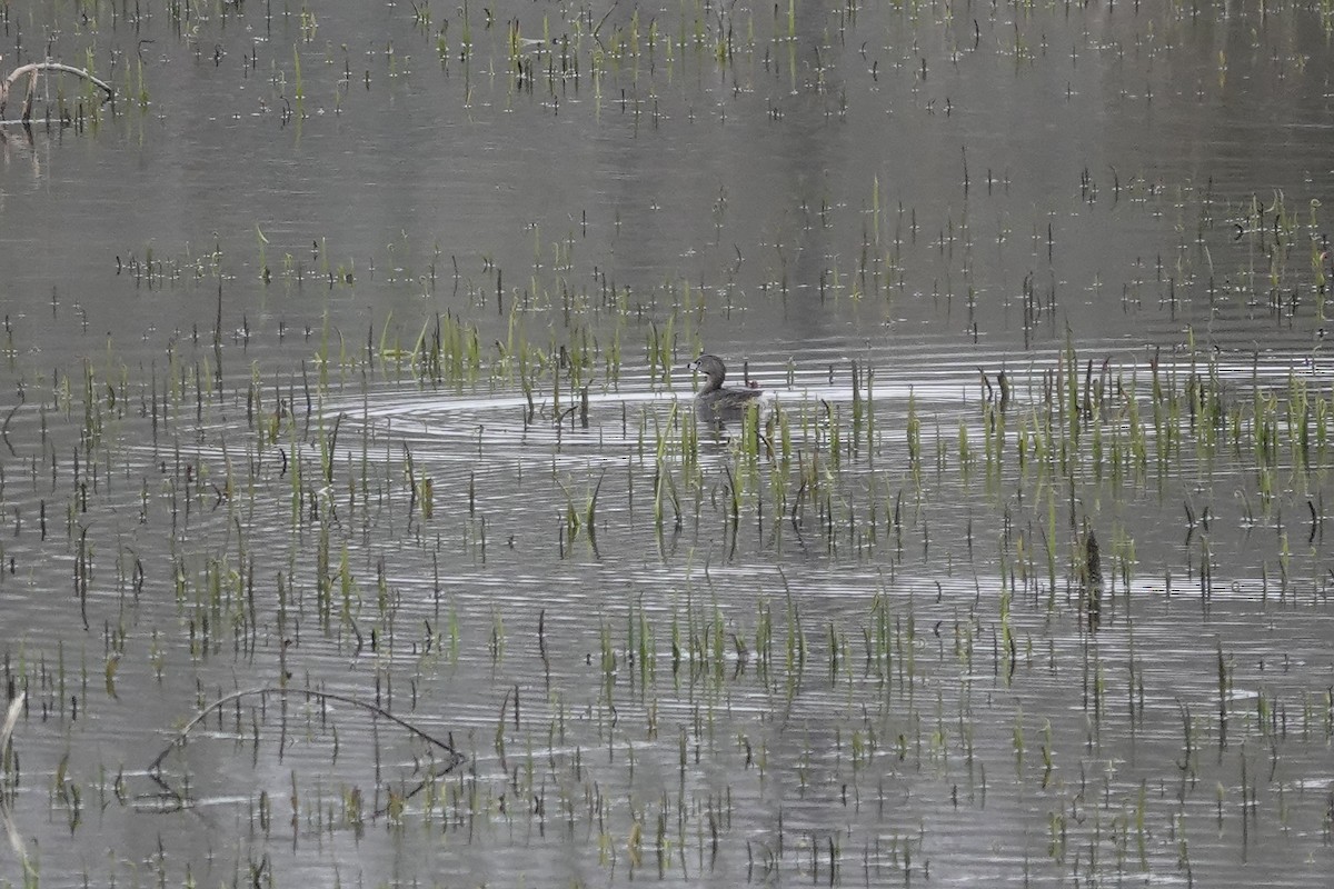 Pied-billed Grebe - ML632116975