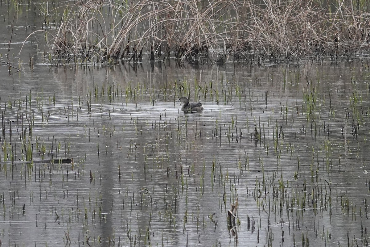 Pied-billed Grebe - ML632116977
