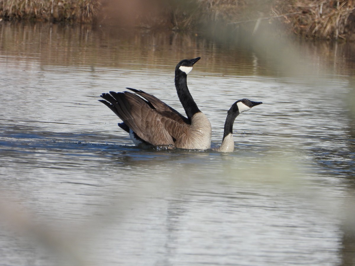 Branta kanadar handia - ML632117223