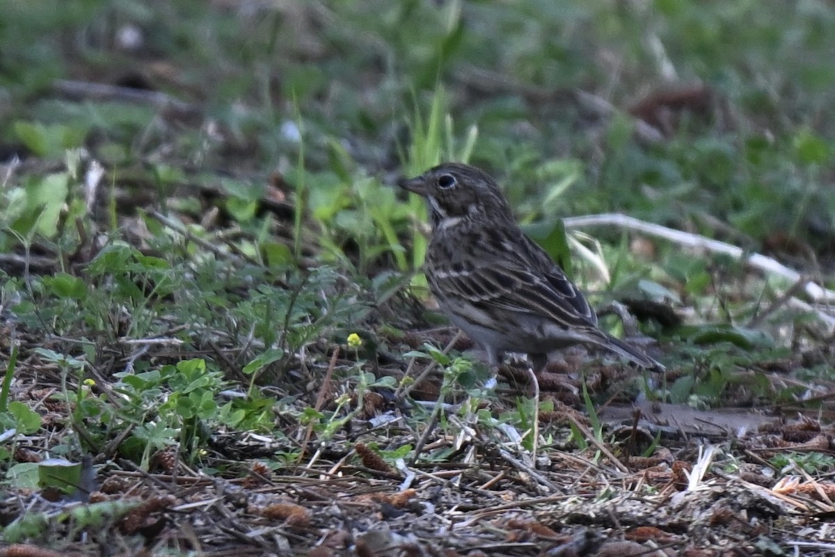 Vesper Sparrow - ML632117224