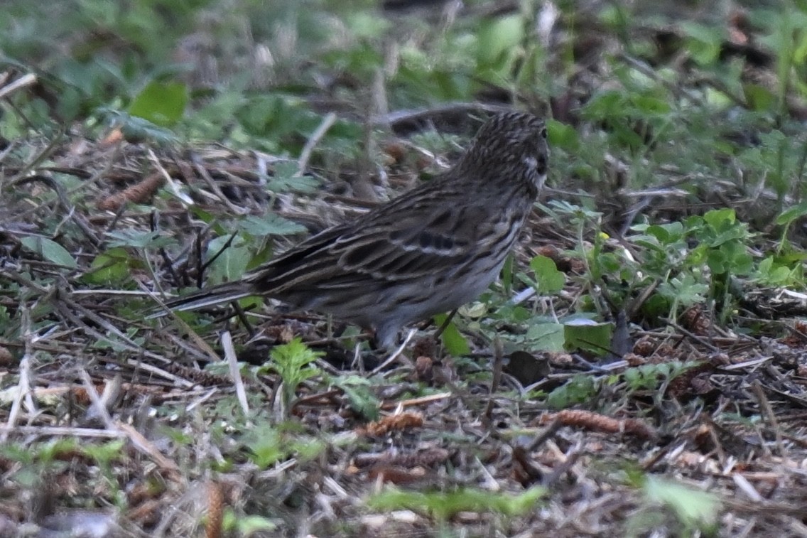 Vesper Sparrow - ML632117226