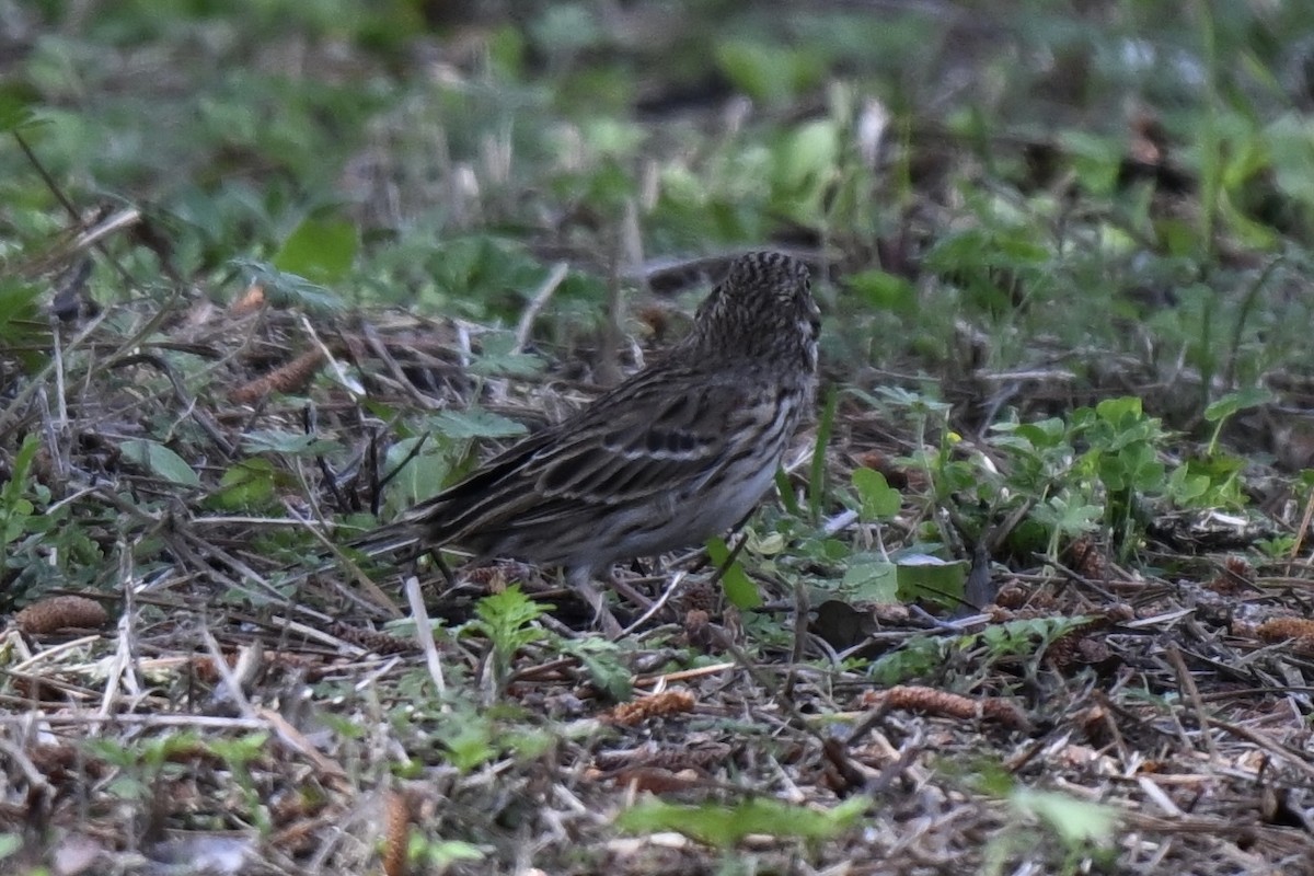 Vesper Sparrow - ML632117227