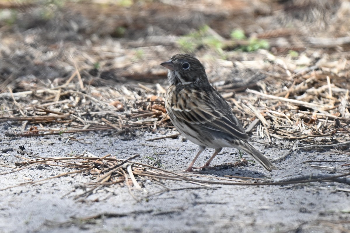 Vesper Sparrow - ML632117229